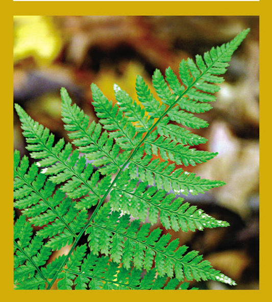 SKU : 06741 - Fern - Magnetic Bookmark