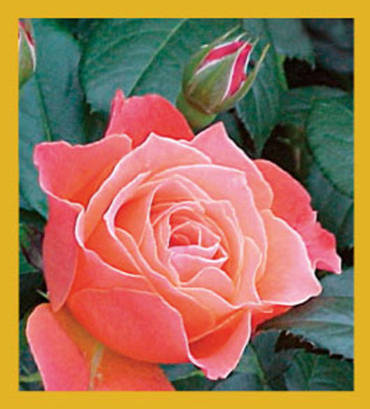 SKU : 06746 - Budding Rose - Magnetic Bookmark