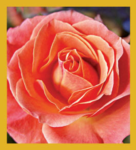 SKU : 06749 - Pink Rose - Magnetic Bookmark