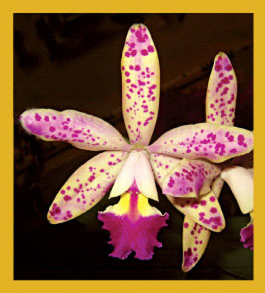 SKU : 06754 - Orchid (Cattleya) - Magnetic Bookmark