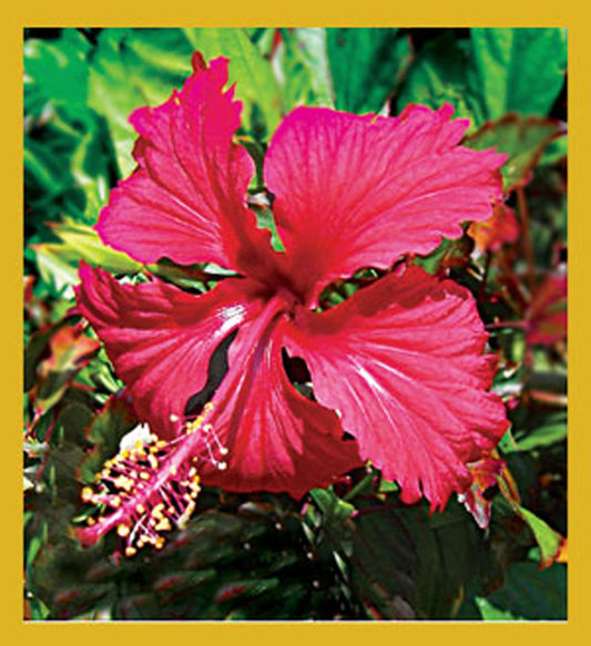 SKU : 07054 - Red Hibiscus - Magnetic Bookmark